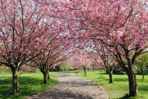 Cherry Blossom Pathway