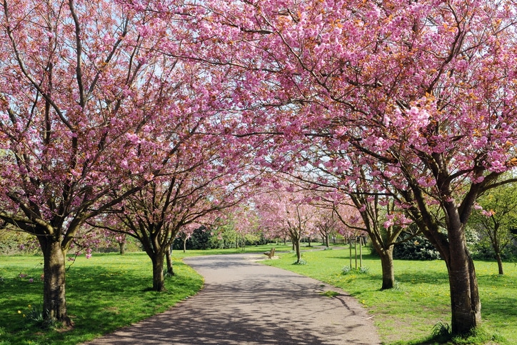 Cherry Blossom Pathway