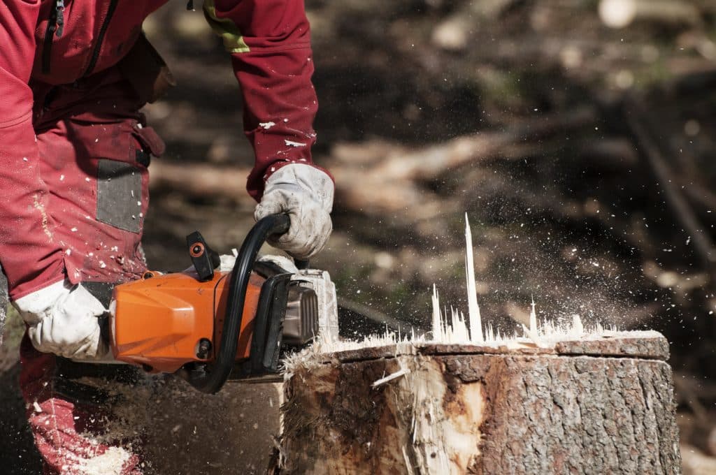 cutting the stump of a spruce tree