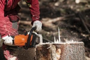 cutting the stump of a spruce tree