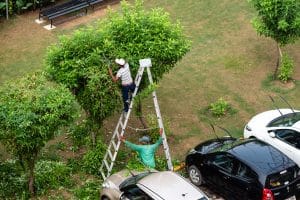 gardener trimming over grown branches