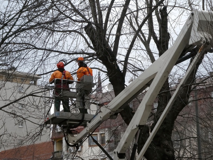 diseased tree branches that need to be pruned