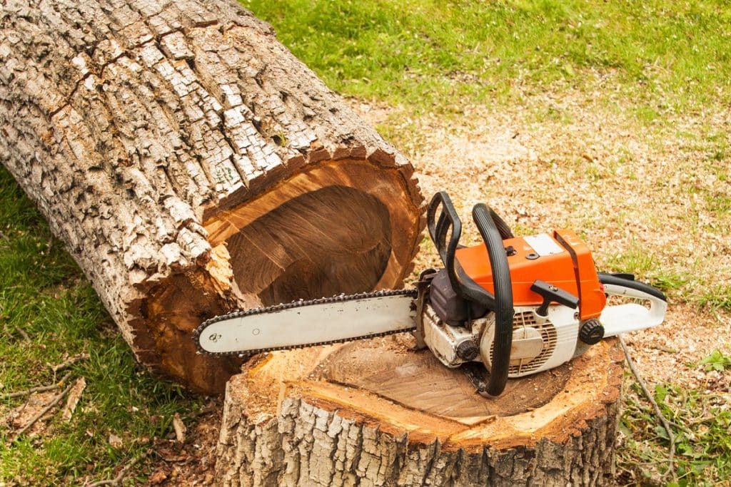 saw on the felled tree