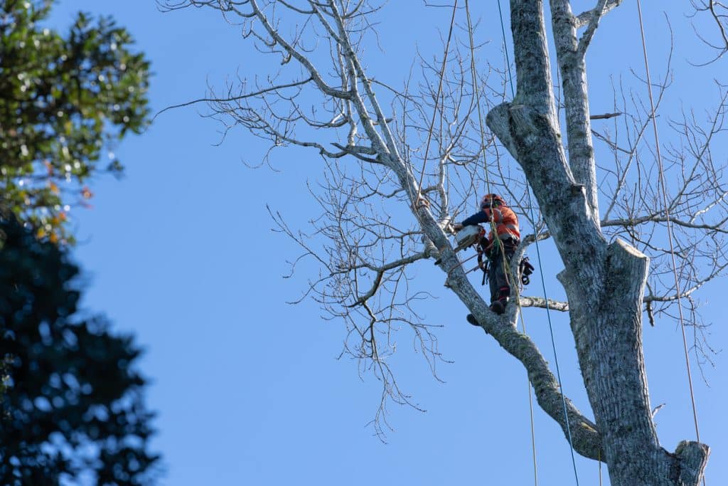 Arborist with chainsaw