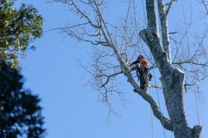 Arborist with chainsaw